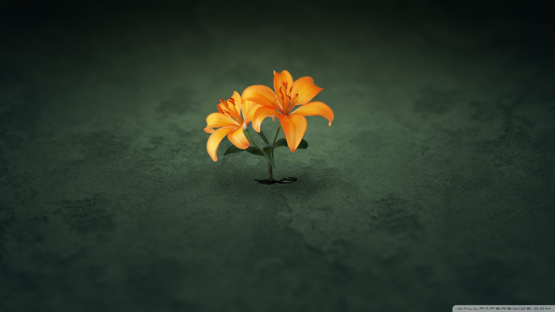 Fiore giglio arancione sfondo scuro, 1920x1080 Full HD, Desktop