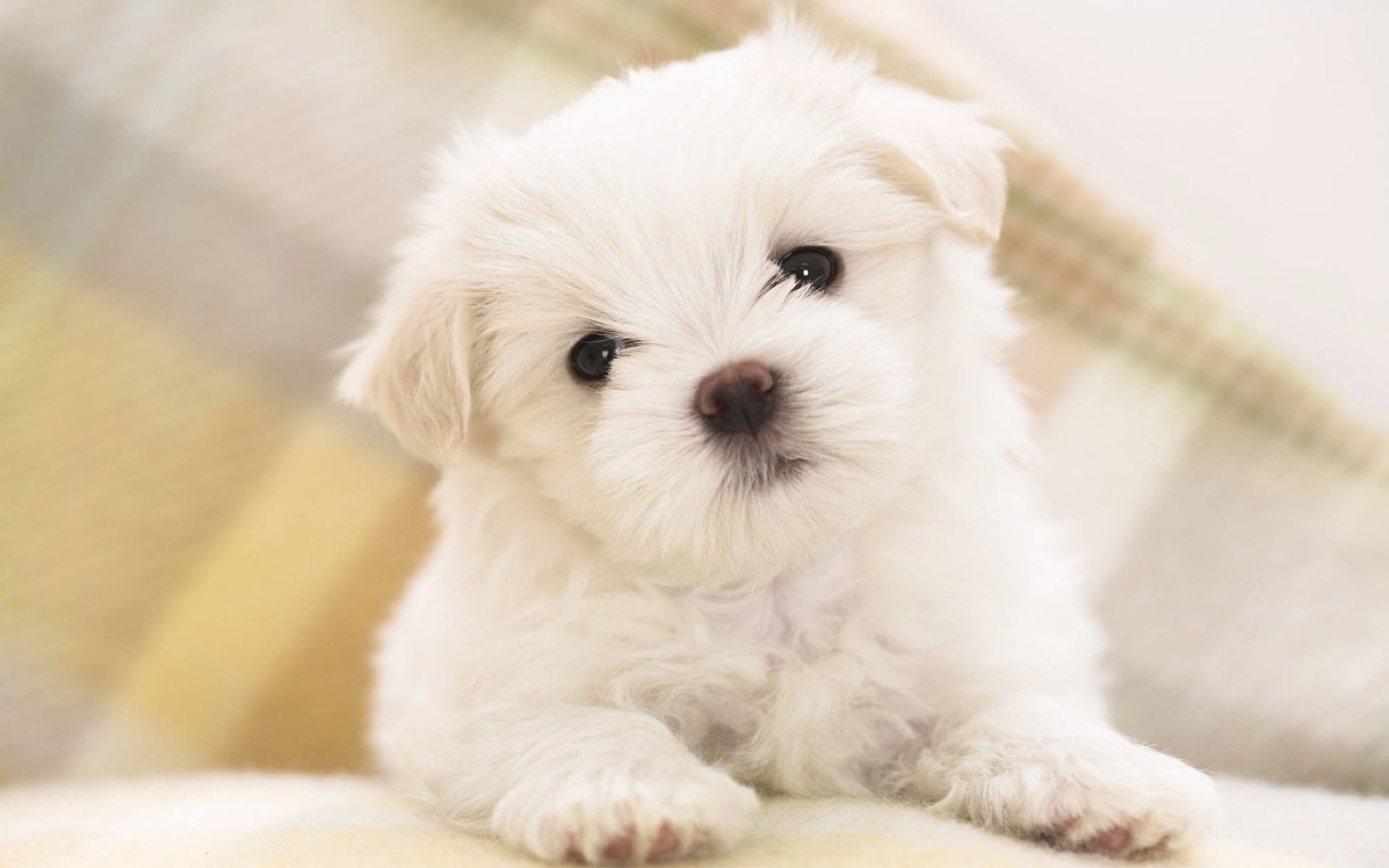 Cucciolo bianco maltese soffice, 2112x1320 alta risoluzione, PC Desktop