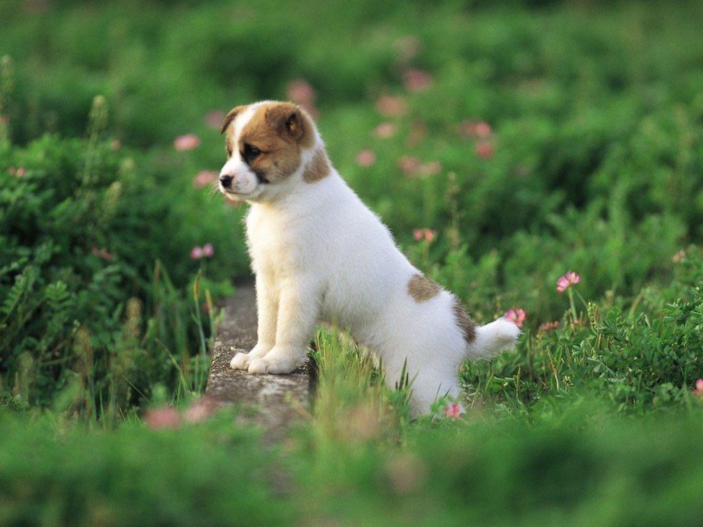 Cucciolo bianco marrone nel prato, 1024x768 HD, Monitor Gaming