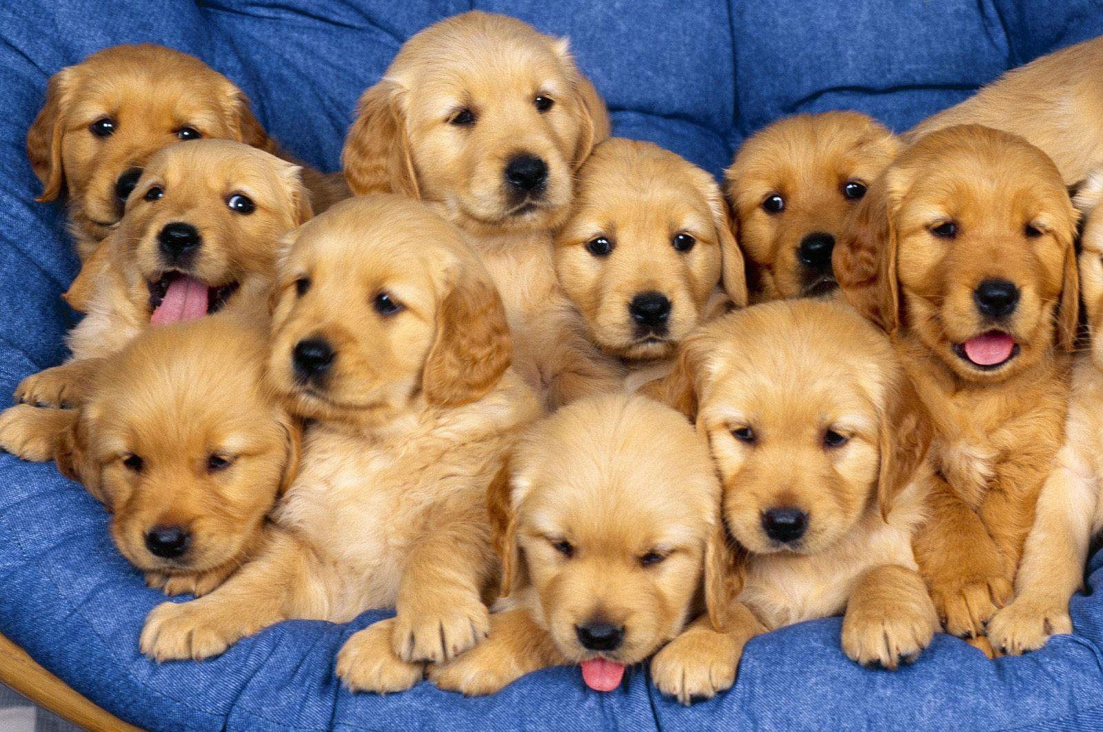 Cuccioli golden retriever gruppo, 1600x1062 HD, PC Desktop
