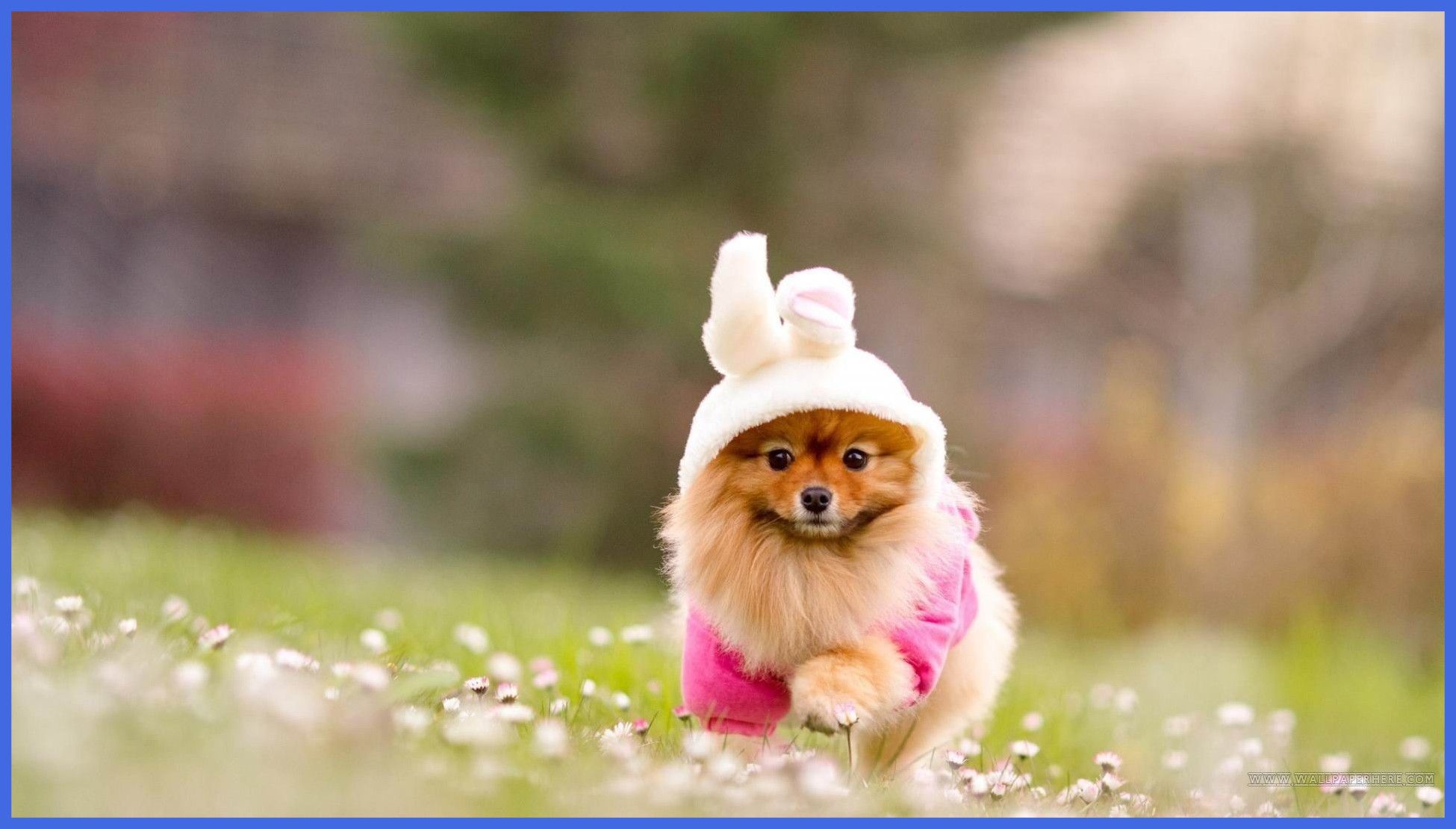 Cucciolo pomerania con costume coniglio, 1950x1110 Full HD, Monitor Gaming