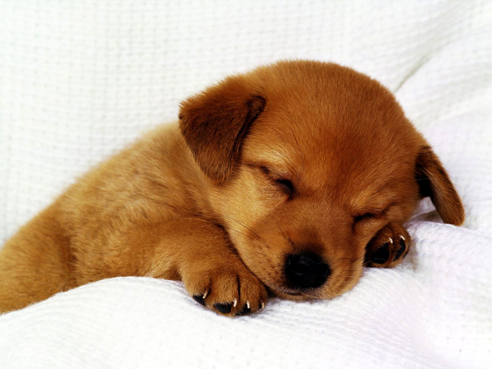 Cucciolo pomerania sdraiato, 1920x1080 1080p, Desktop