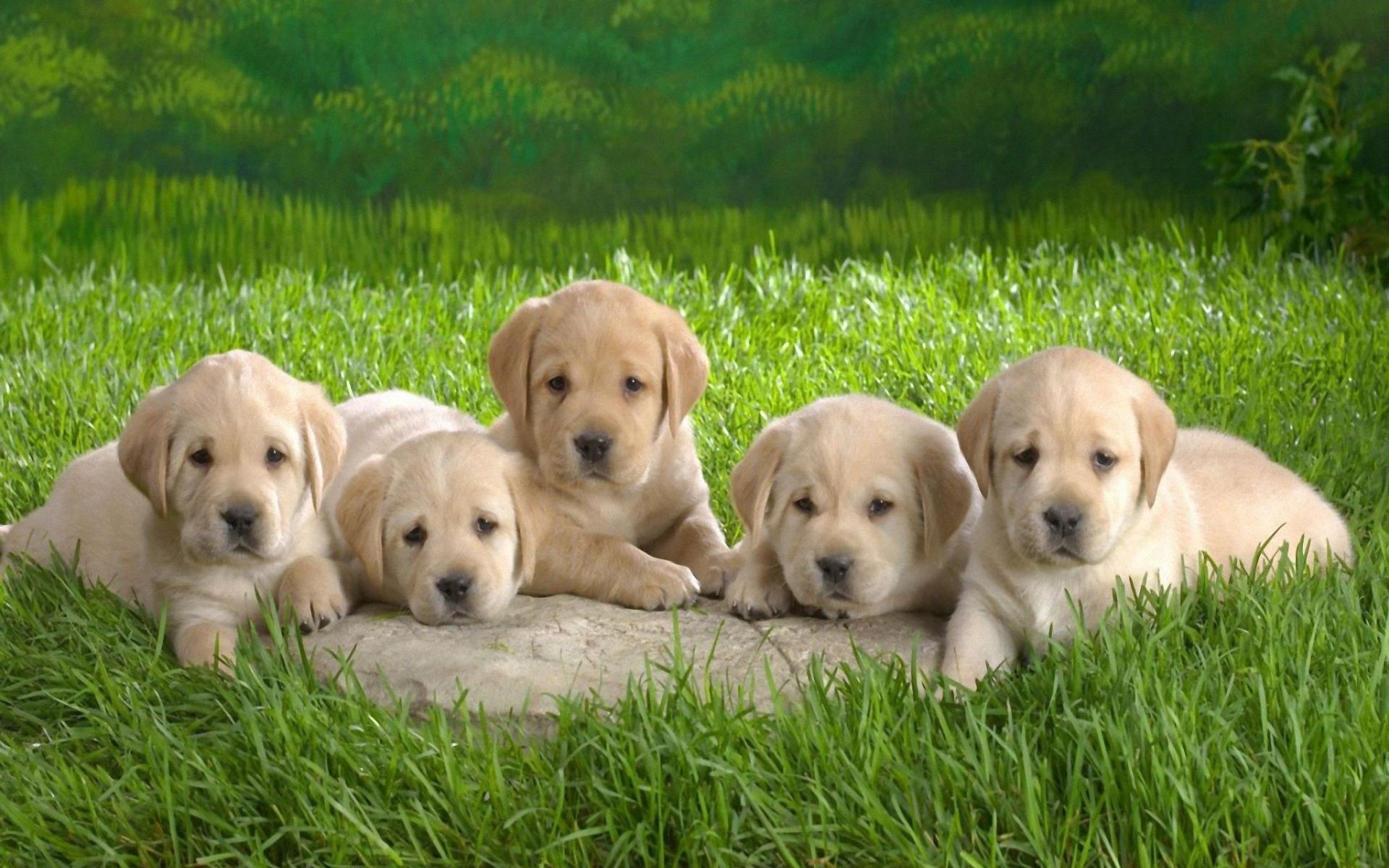 Cuccioli labrador su erba, 1920x1200 Full HD+, PC Desktop