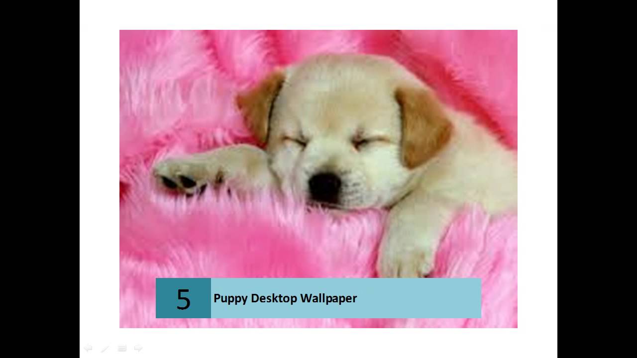 Cucciolo marrone che dorme, 1600x1200 HD Ready, Monitor Gaming