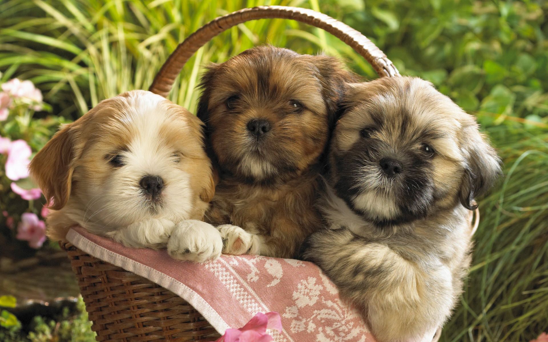 Tre cuccioli Golden Retriever, 1920x1080 Full HD, Desktop