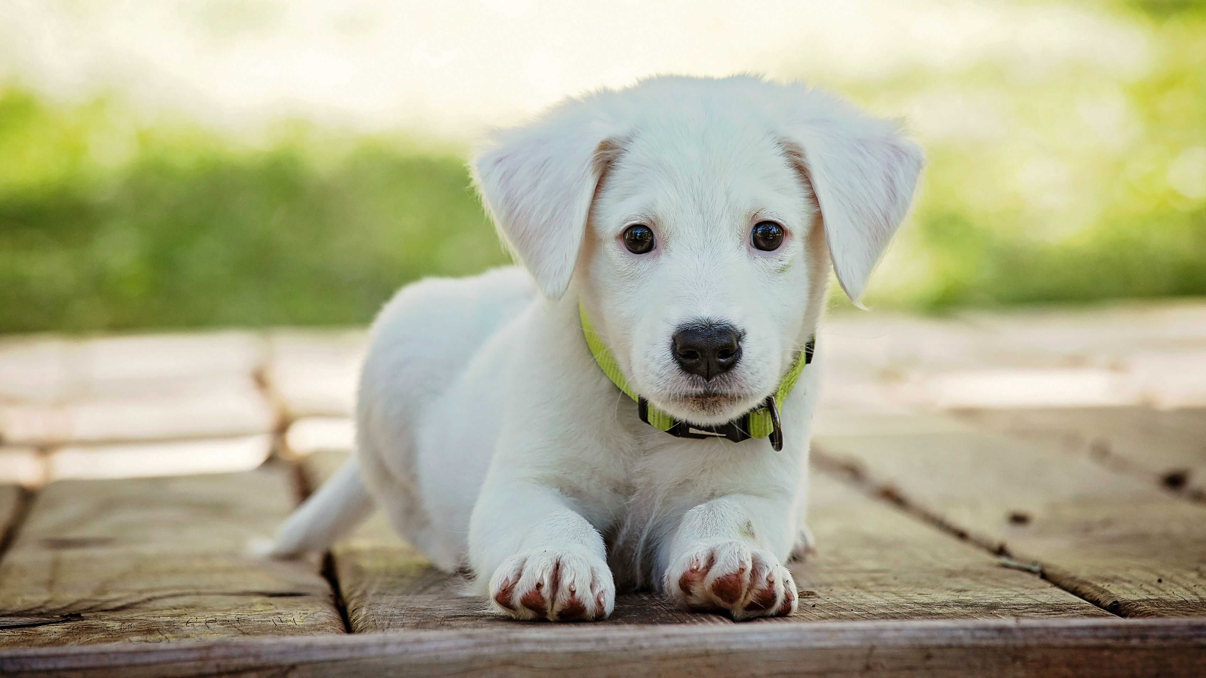 Cucciolo golden retriever nel prato, 1920x1200 Full HD+ WUXGA, Desktop