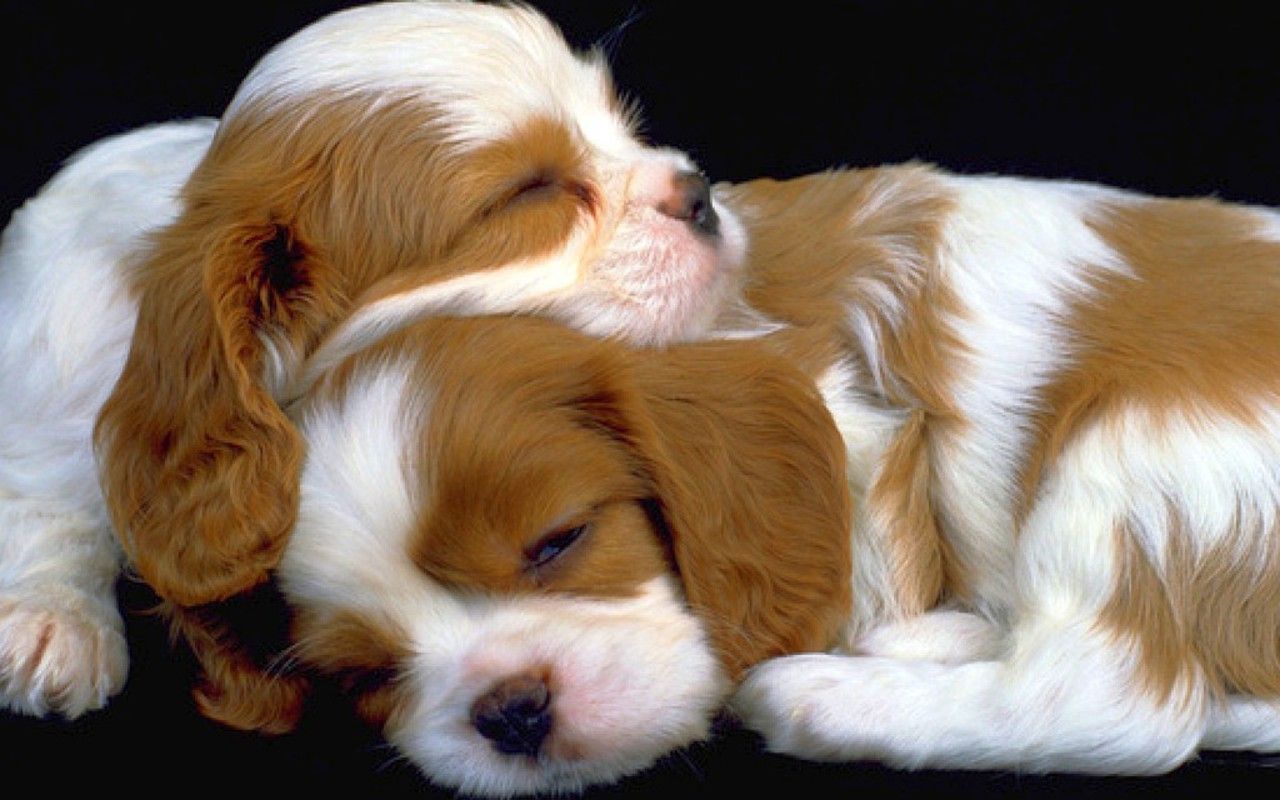 Cucciolo bianco con rose rosse, 1920x1200 Full HD+, Desktop