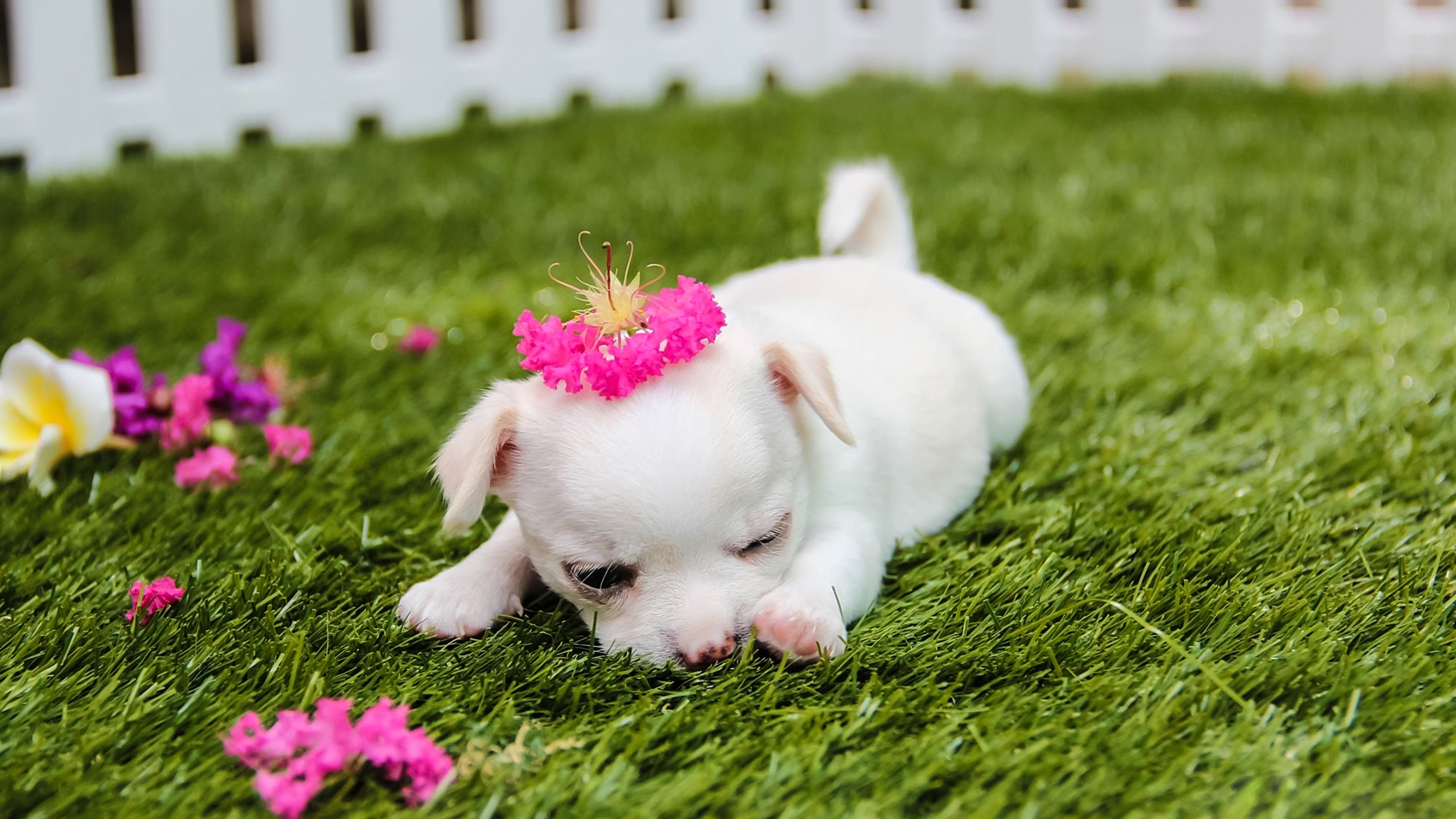 Cuccioli per PC, 3840x2160 4K Ultra HD, Desktop