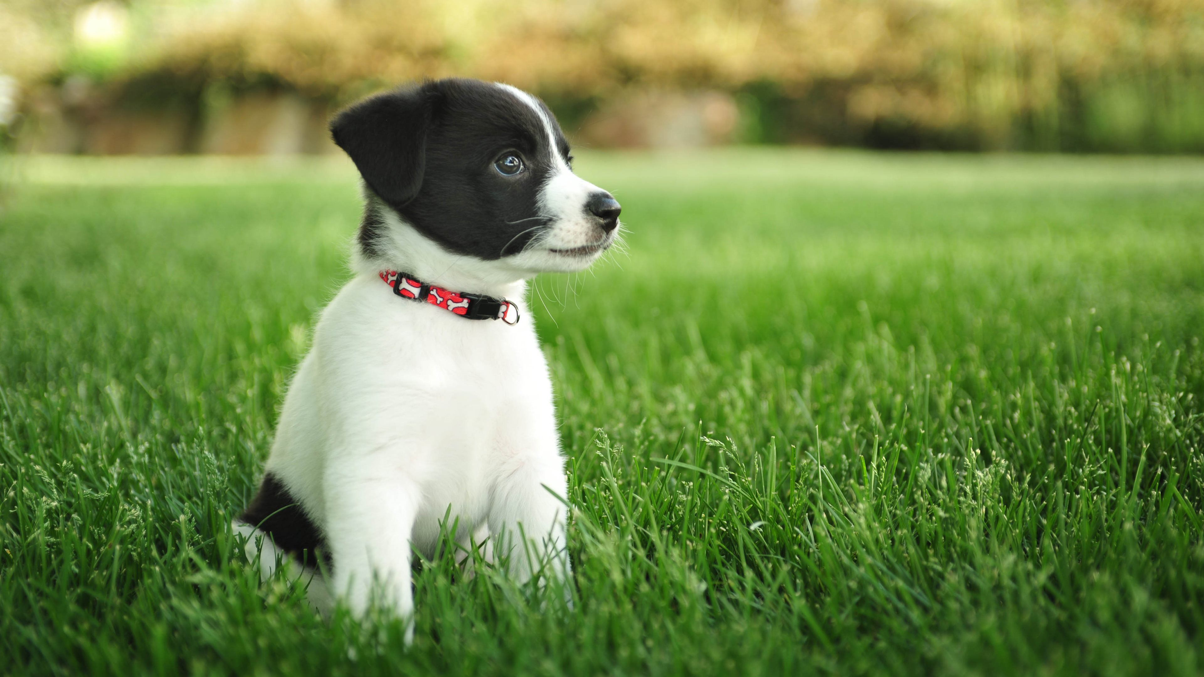 Cuccioli per PC, 3840x2160 4K, PC Desktop