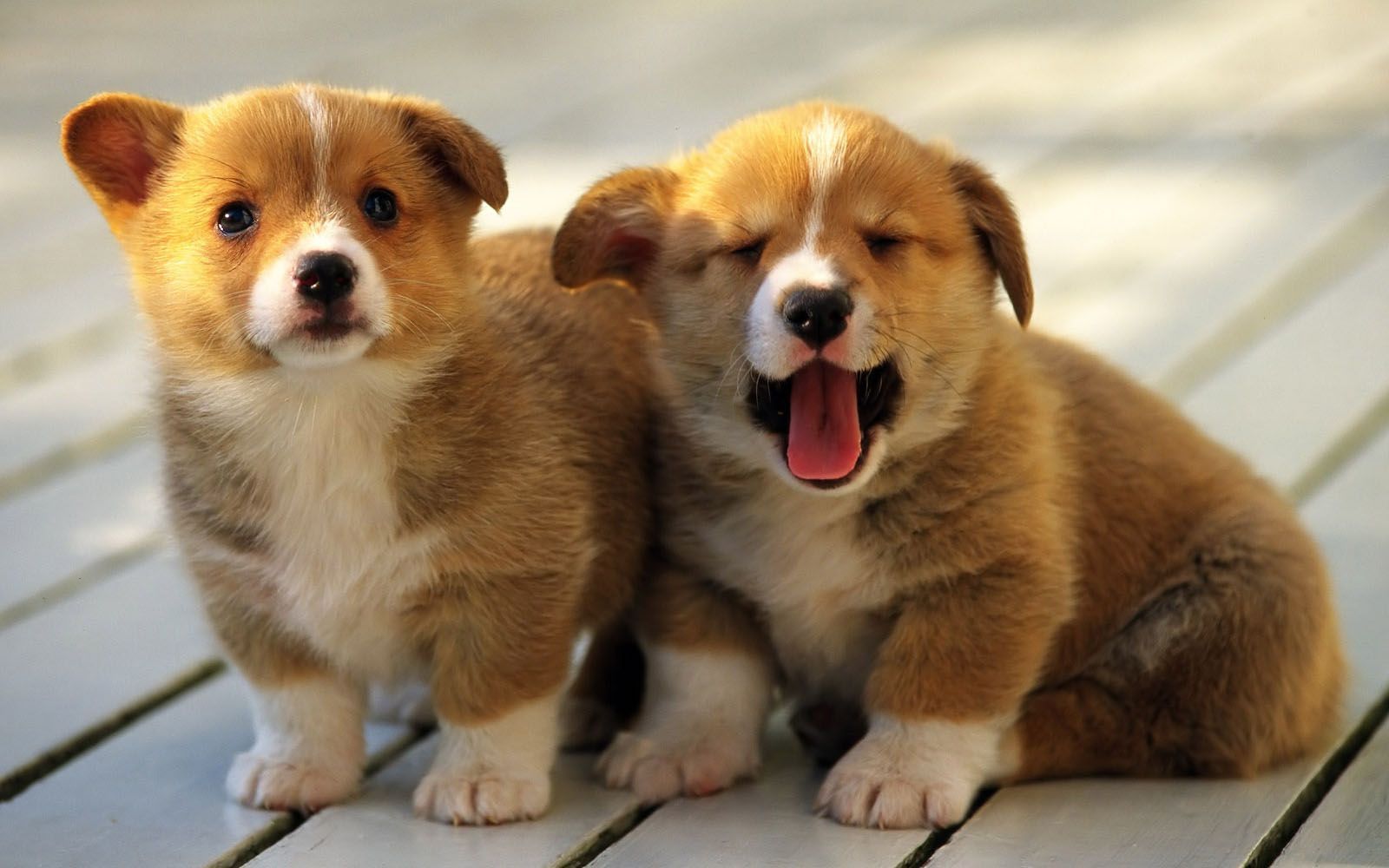 Cuccioli per PC, 1600x1000 900p, PC