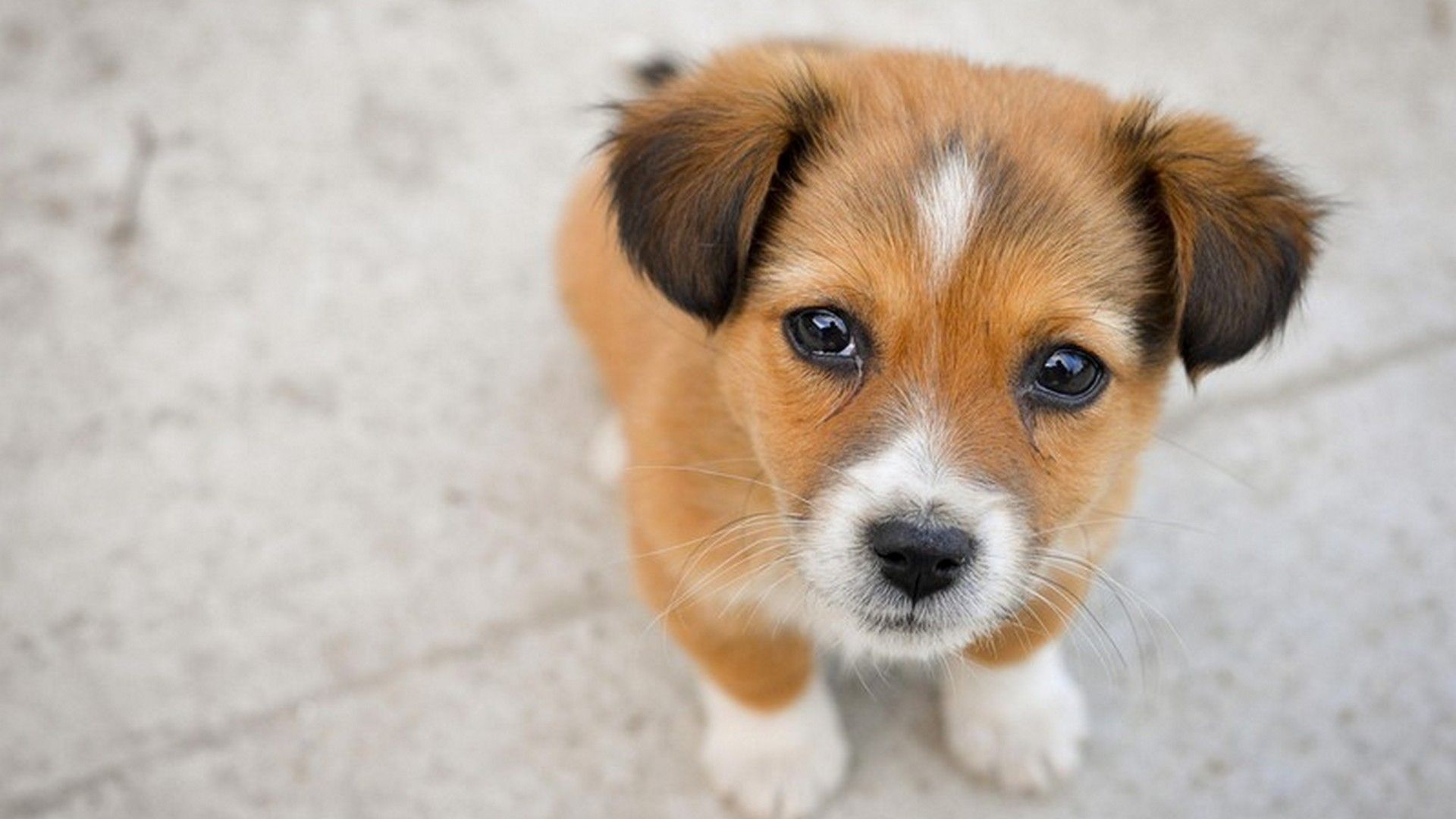 Due cuccioli corgi, 1600x1000 900p, PC Desktop
