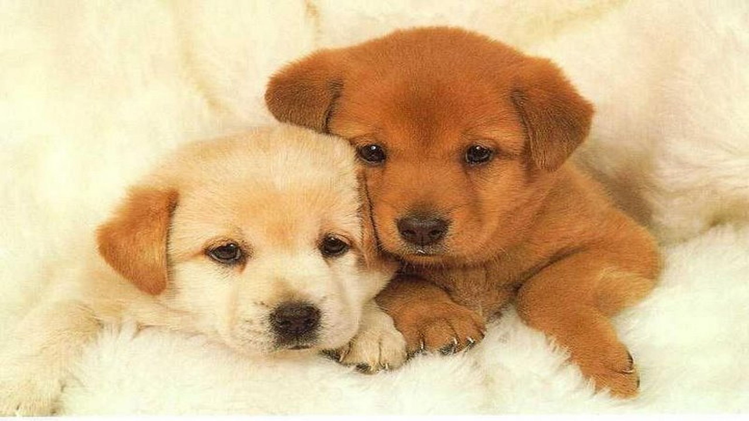 Cucciolo labrador su pelliccia rosa, 1024x768 HD, Desktop