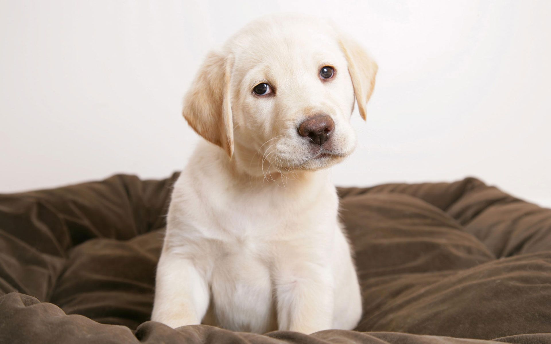 Cucciolo golden retriever che corre, 1920x1200 Full HD+, Desktop