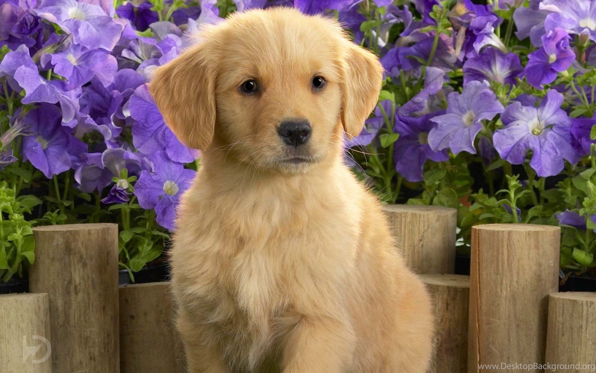 Cucciolo labrador bianco cuscino, 1920x1200 WUXGA, Monitor Gaming
