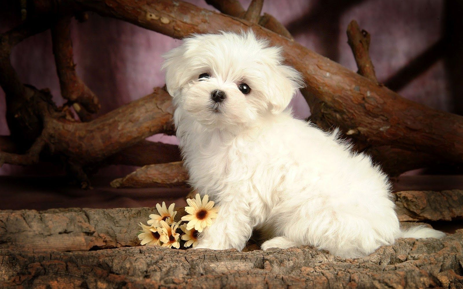 Cucciolo golden retriever tra fiori viola, 1920x1200 Full HD+ WUXGA, PC Desktop