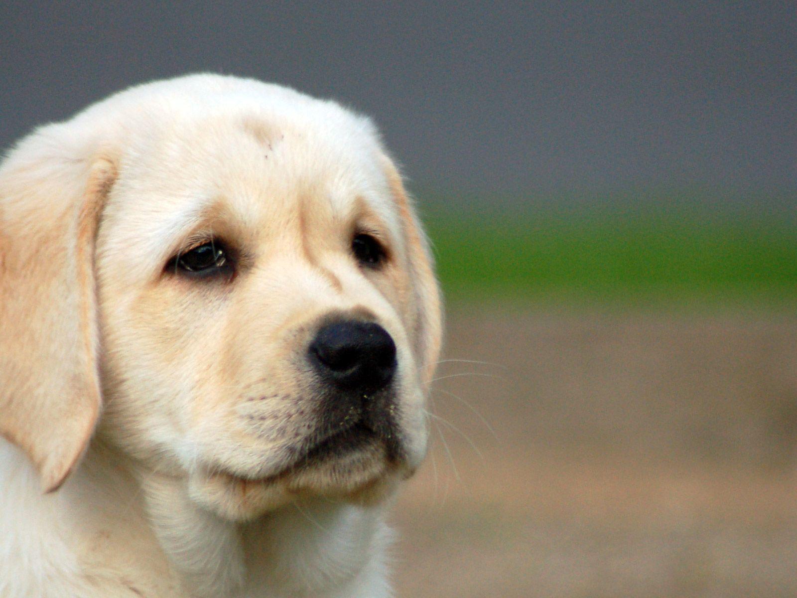 Cucciolo golden retriever con rosa, 1024x768 HD, Desktop