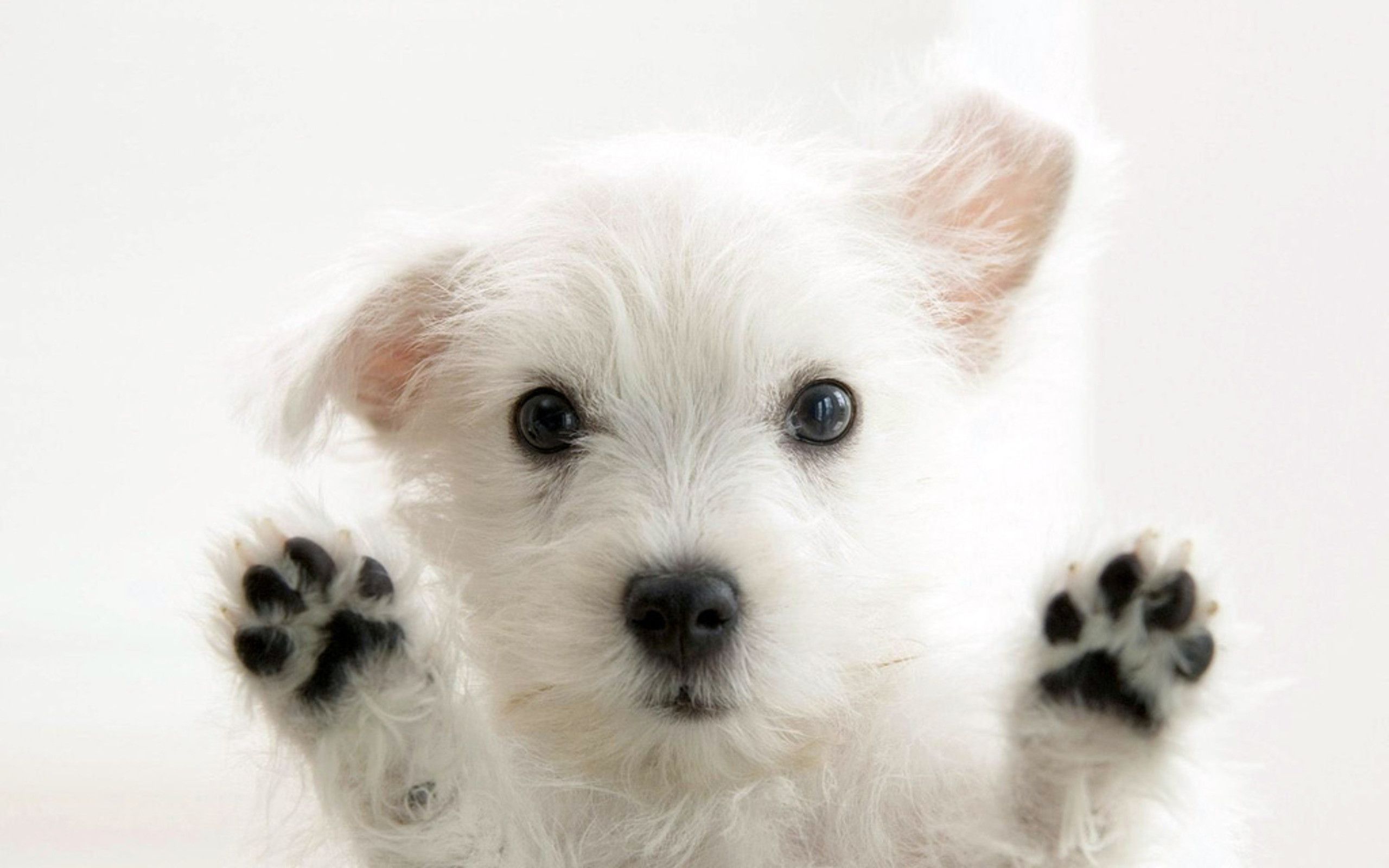 Cucciolo westie bianco zampe alzate, 2560x1600 2K+, PC Desktop