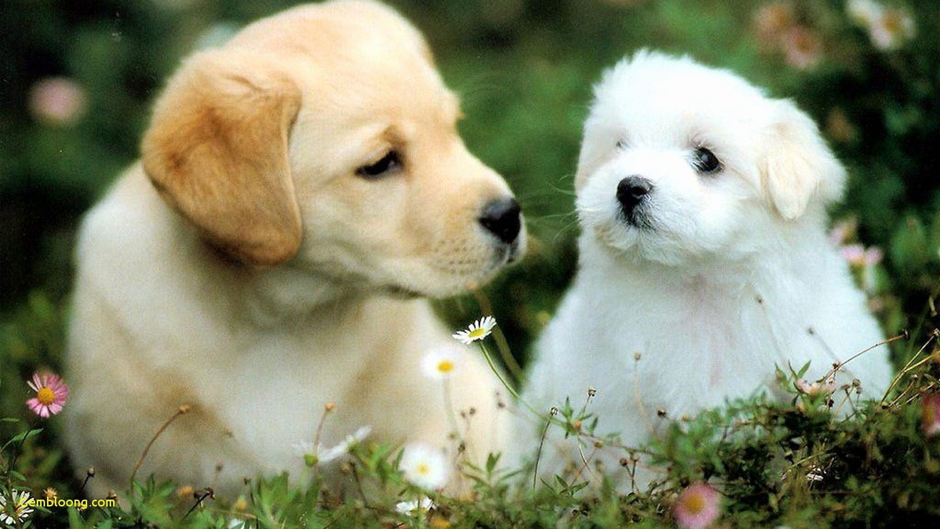 Due cuccioli abbracciati, 2560x1440 2K QHD, Monitor Gaming