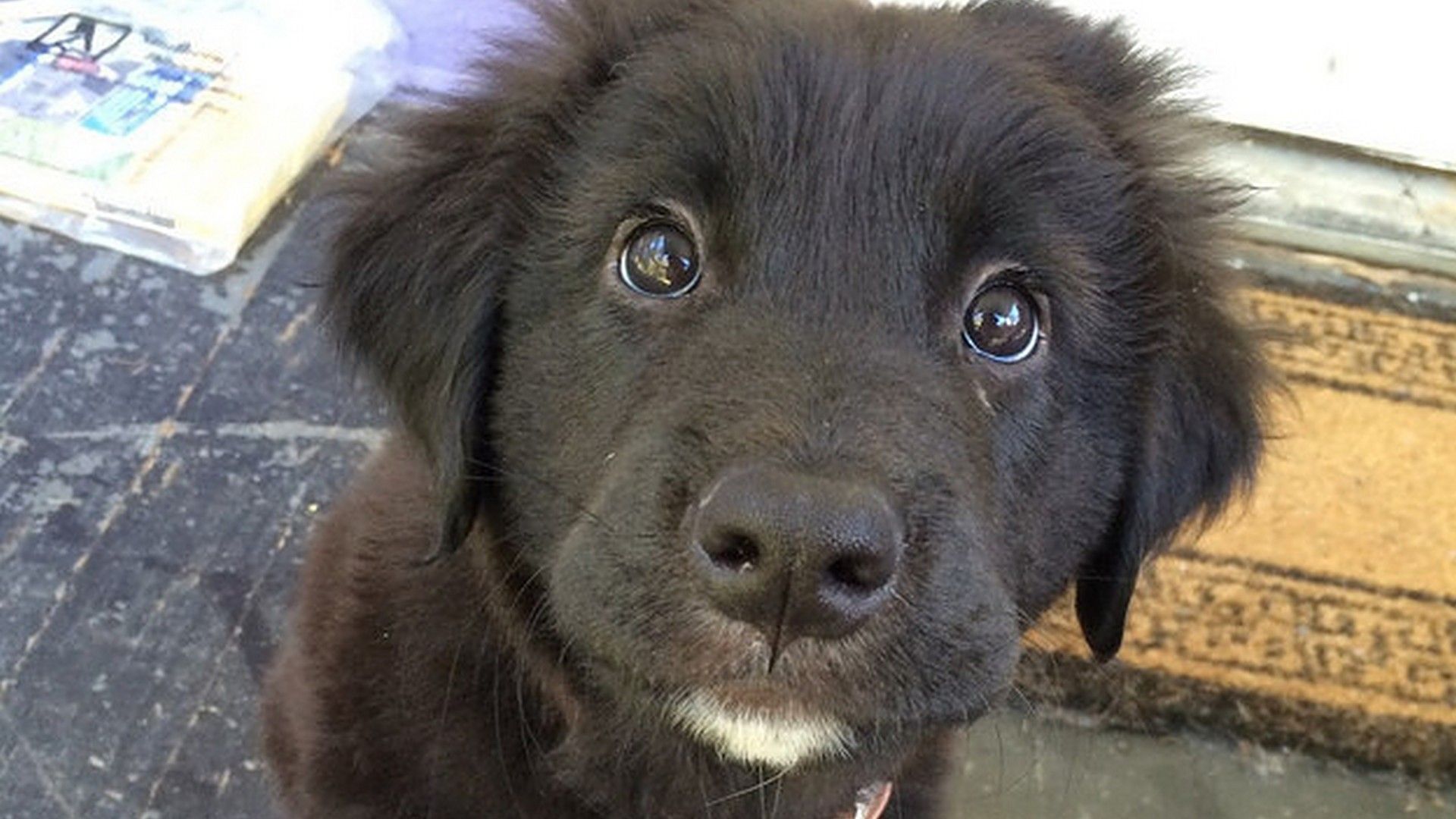 Cuccioli labrador in salopette, 1920x1080 Full HD 1080p, PC