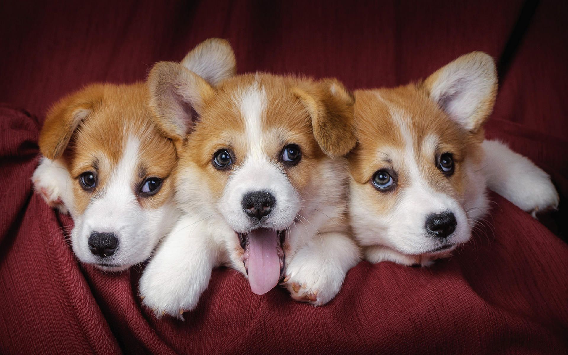 Cucciolo golden retriever e gattino, 1920x1080 Full HD 1080p, Desktop