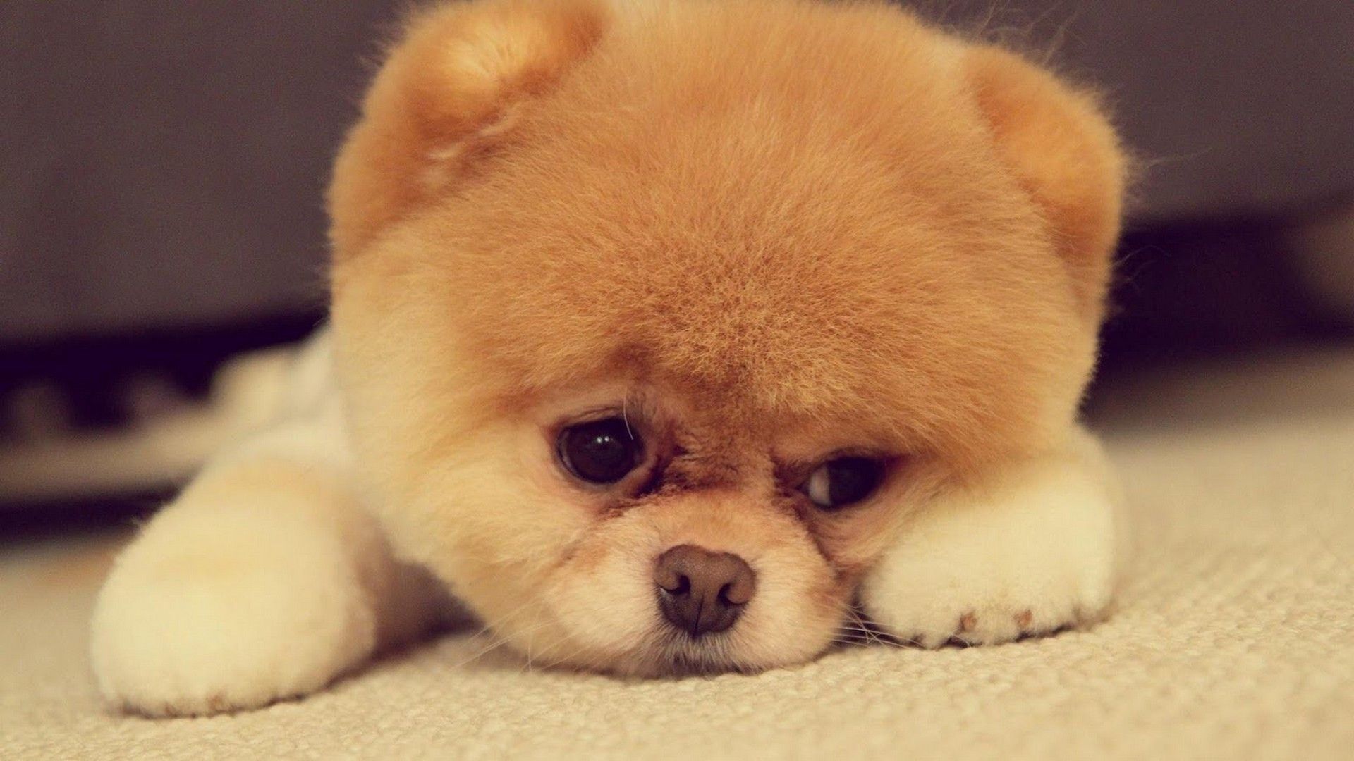 Due cuccioli Pomerania bianchi, 1243x706 HD, PC