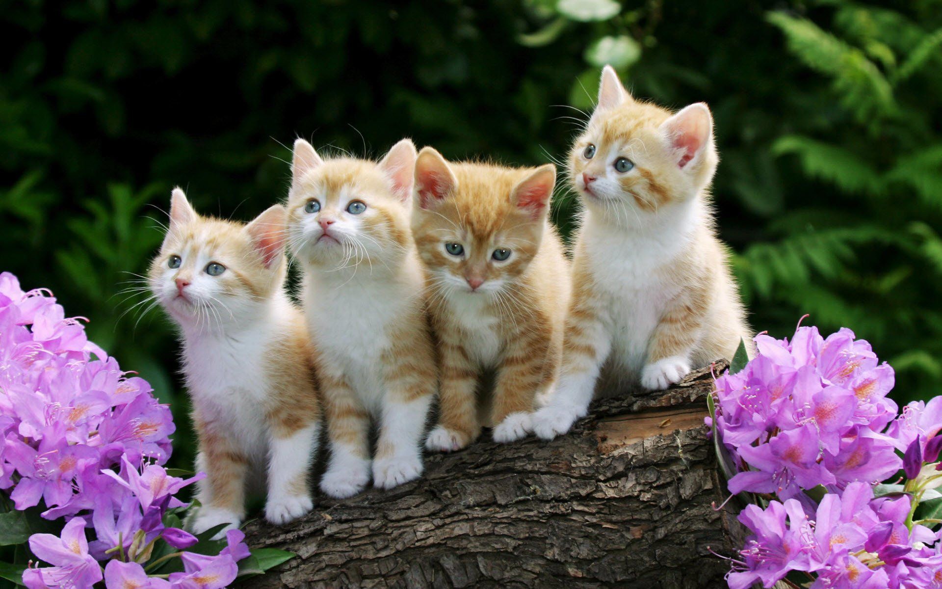 Quattro gattini arancioni su tronco, 1920x1200 Full HD+ WUXGA, Desktop