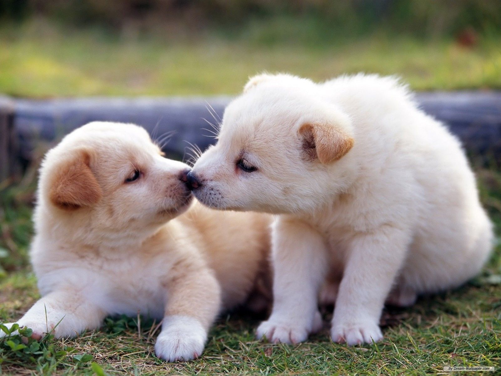 Due cuccioli bianchi sull'erba, 1600x1200 900p, PC