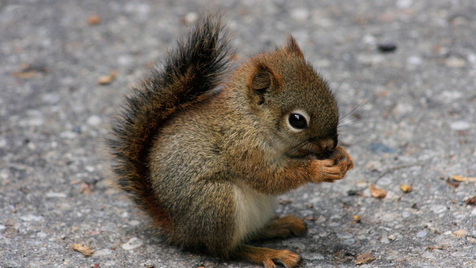 Cucciolo scoiattolo su asfalto, 1920x1080 Full HD, Desktop