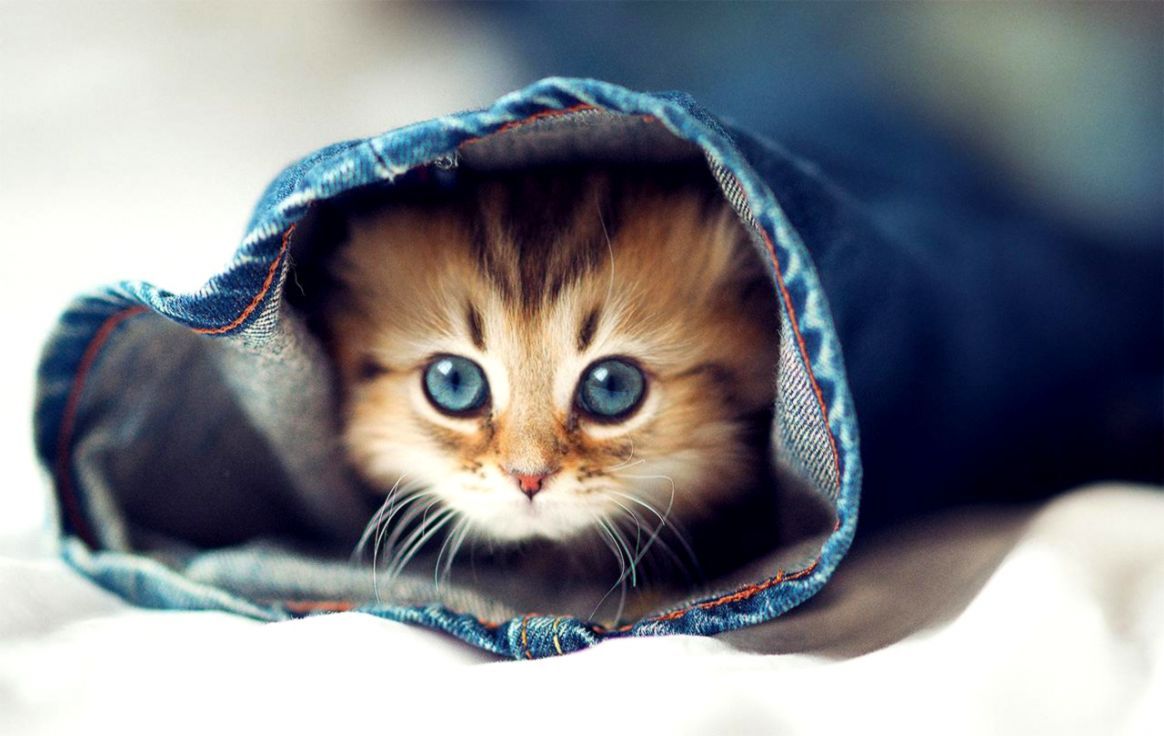 Gattino peloso in jeans, 1164x736 HD, Desktop