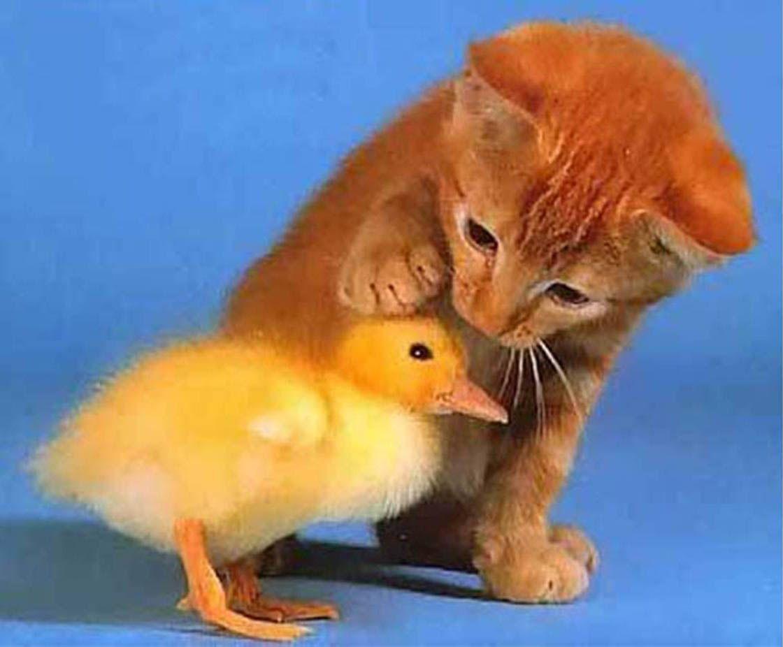 Gattino arancione e anatroccolo, 1120x926 HD, Desktop