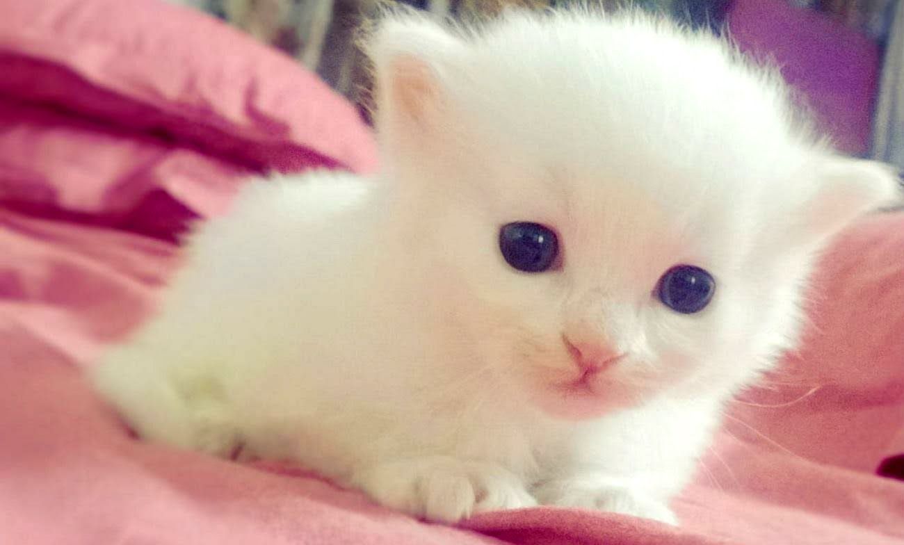 Gattino bianco cucciolo, 1300x784 HD, Desktop