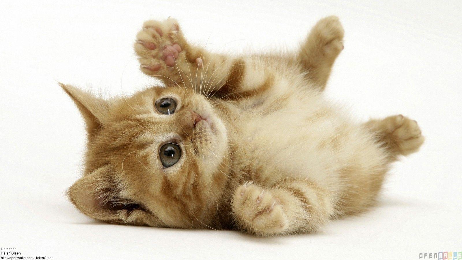 Gattino arancione sdraiato, 1600x900 900p, Laptop