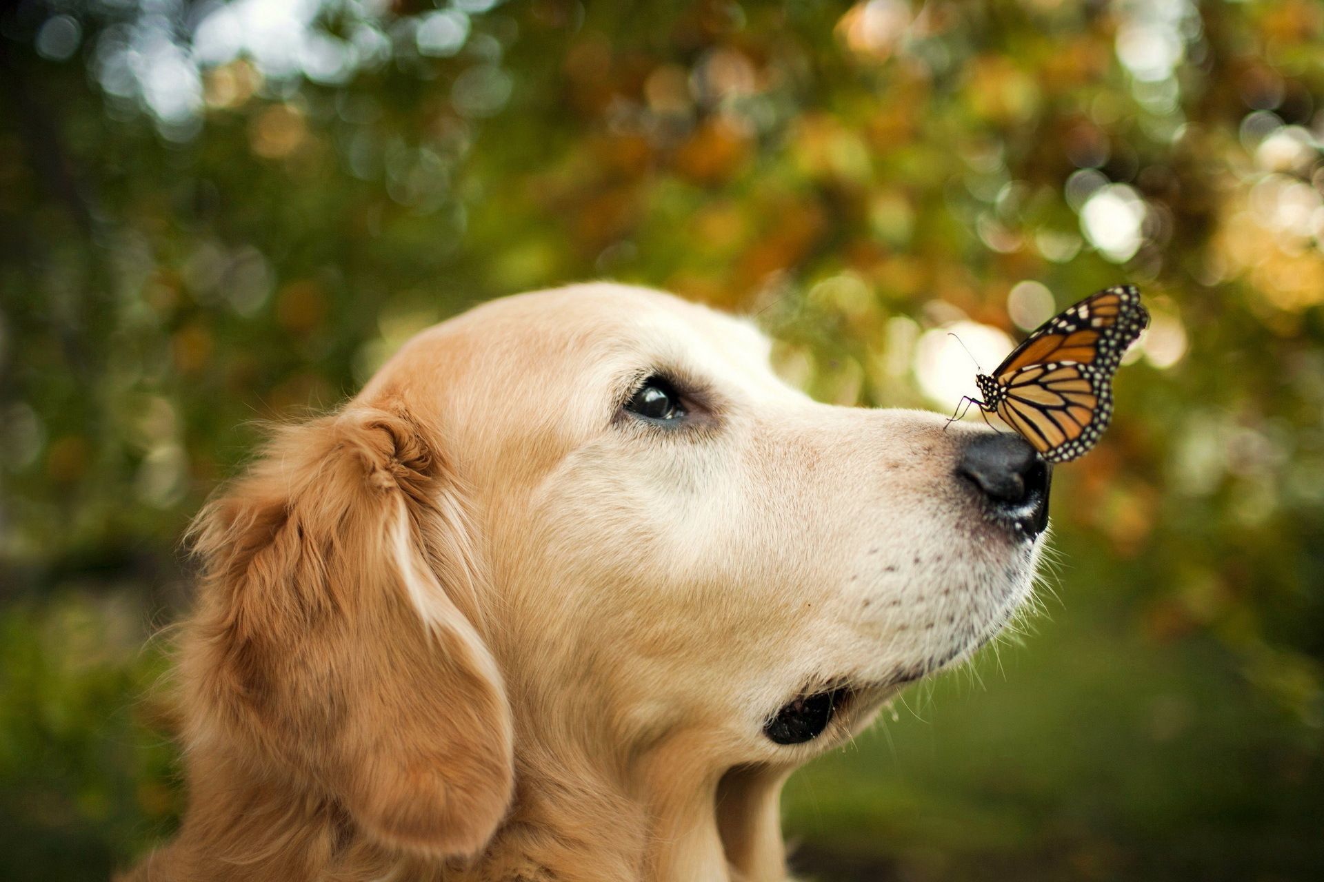 Golden retriever con farfalla sul naso, 1920x1280 WUXGA, Desktop