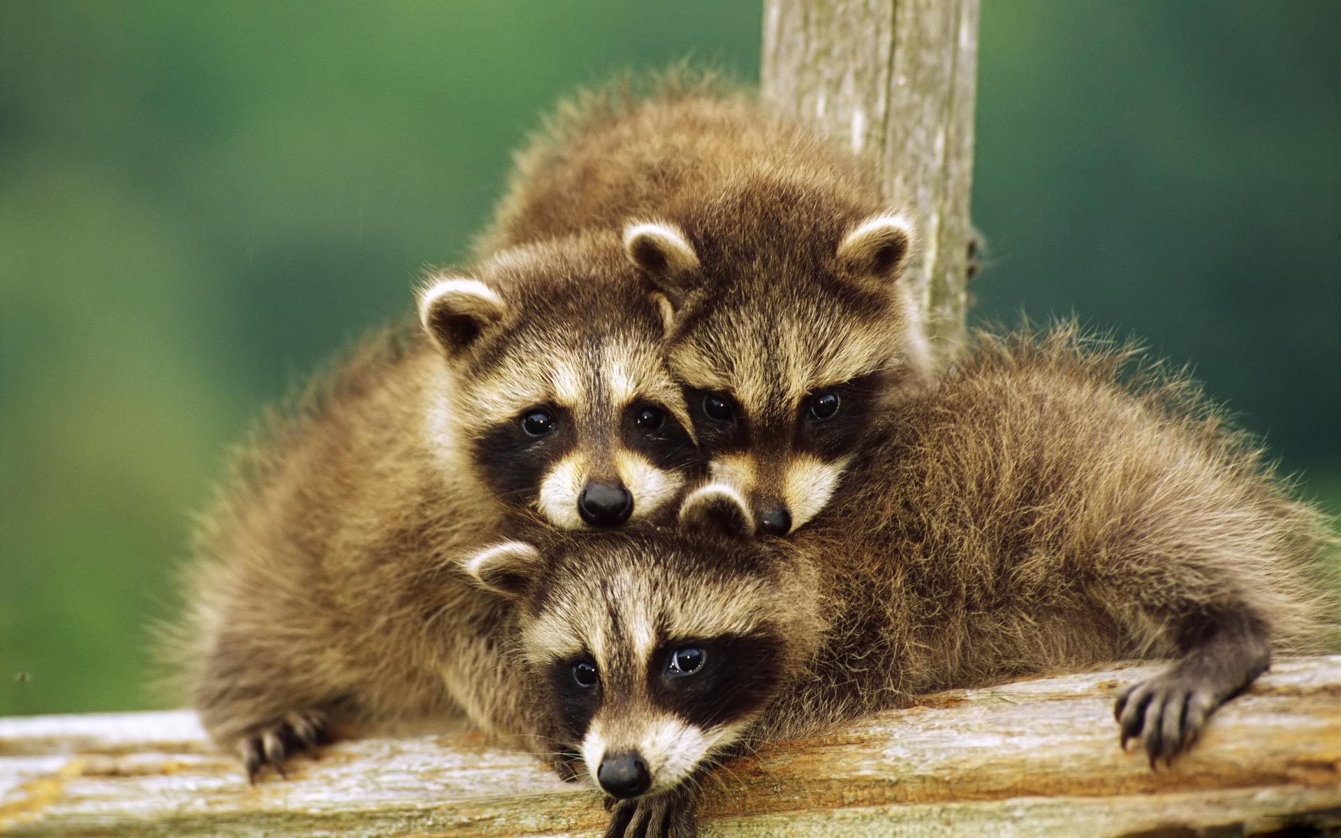 Cuccioli di procione su tronco, 1920x1200 Full HD+ WUXGA, Laptop