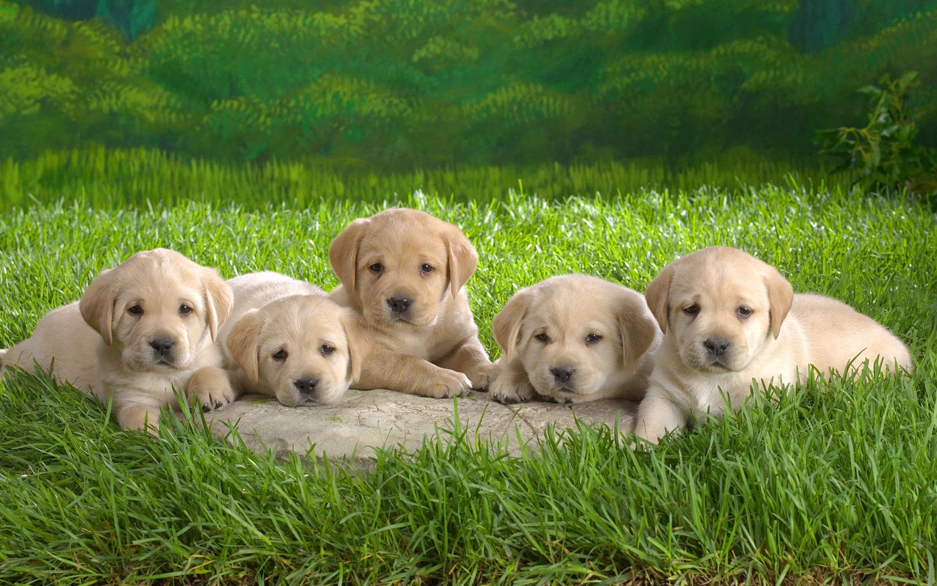 Cuccioli labrador nell'erba, 1920x1200 WUXGA, PC