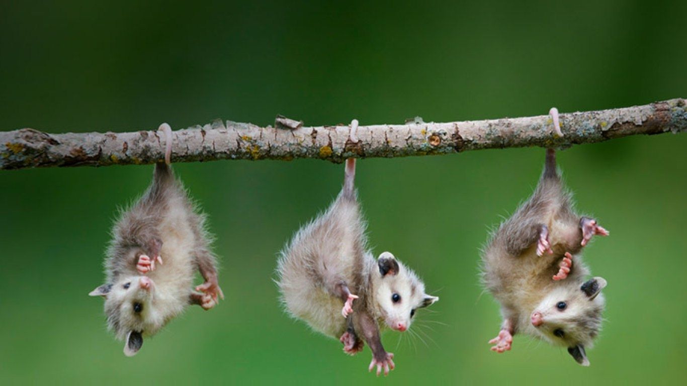 Cuccioli di opossum appesi ramo, 1366x768 HD, Desktop