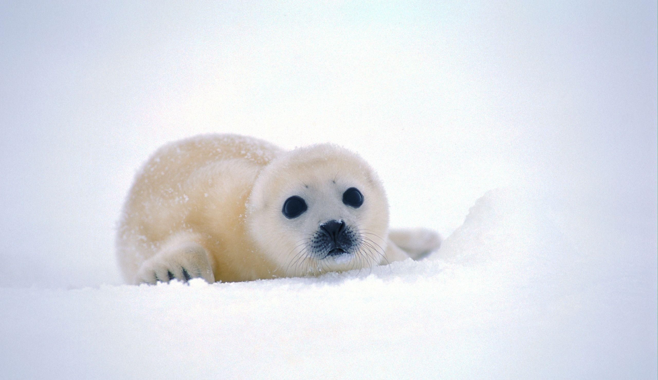 Cucciolo di foca sulla neve, 2560x1480 2K, Desktop