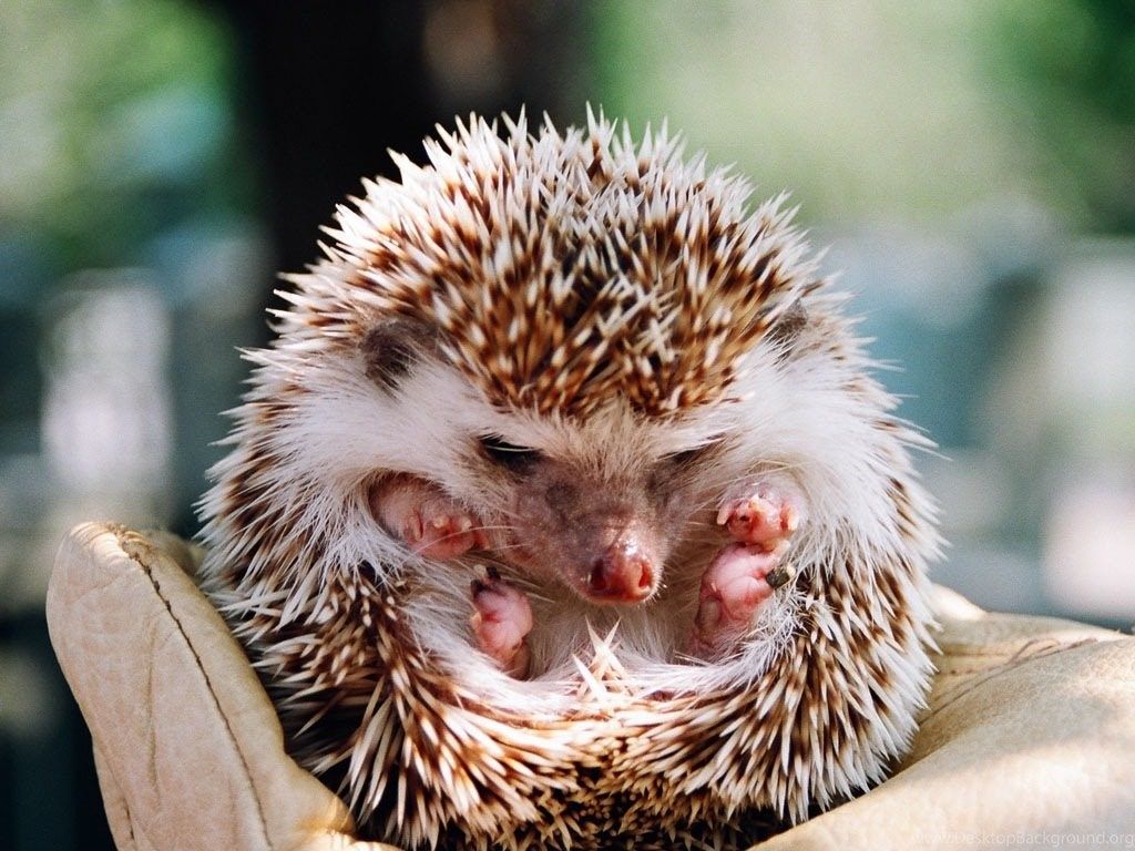 Riccio cucciolo tra mani, 1024x768 HD, Laptop