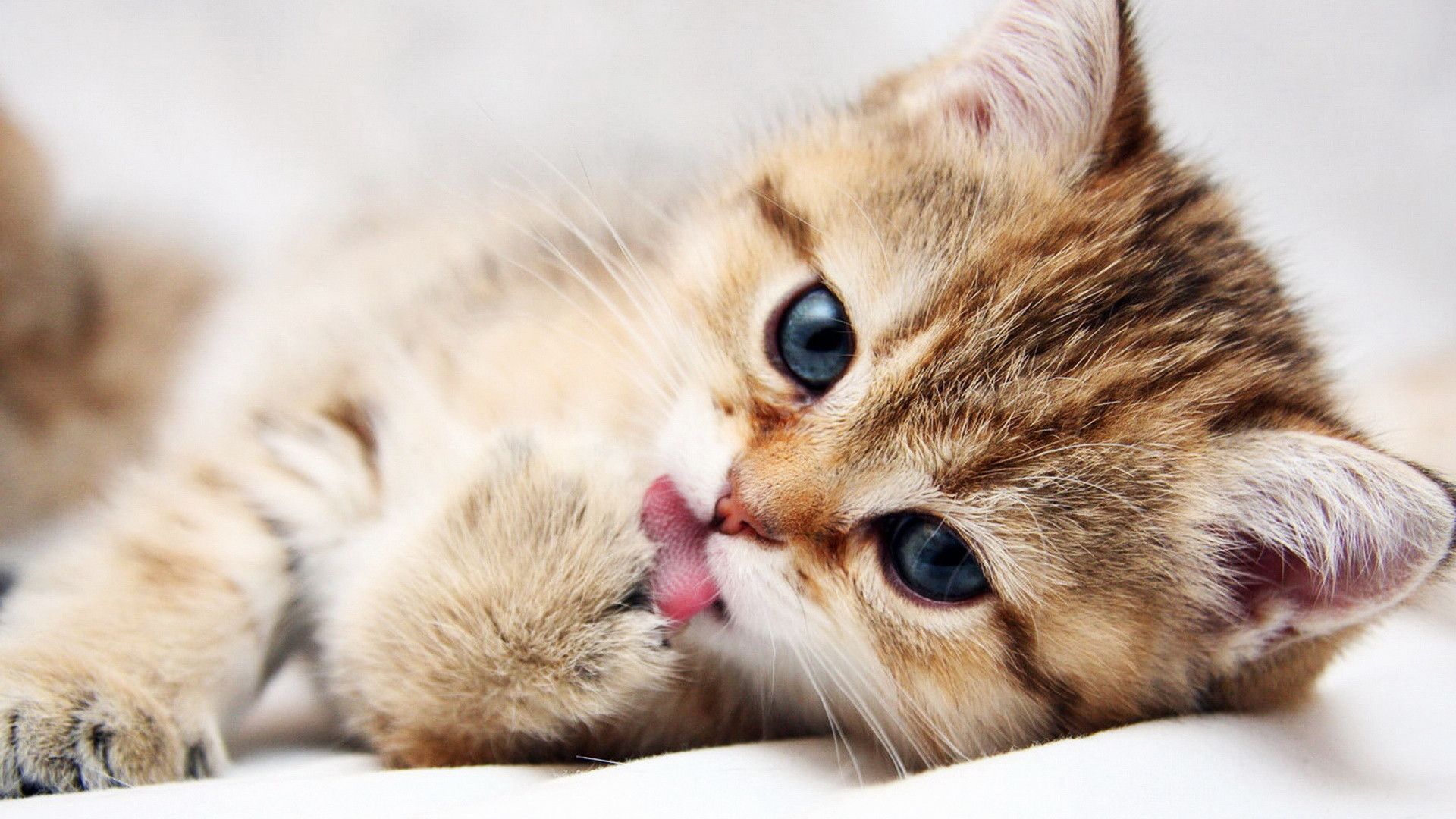 Gattino che si lecca la zampa, 1920x1080 Full HD, PC
