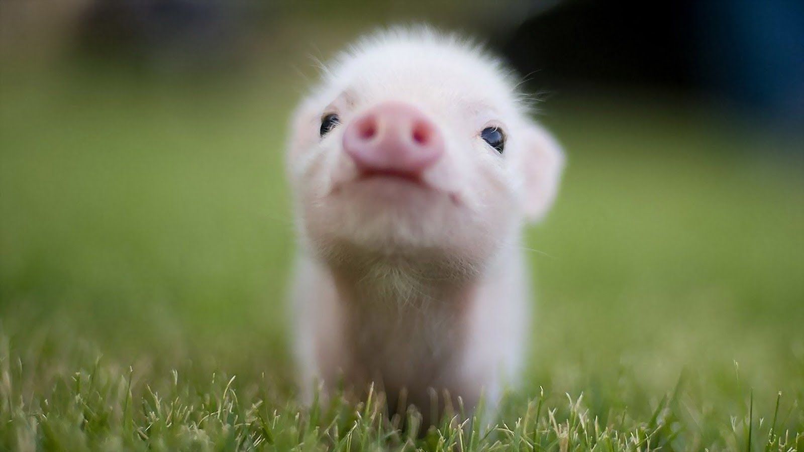 Cucciolo maialino sull'erba, 1600x900 900p, PC Desktop