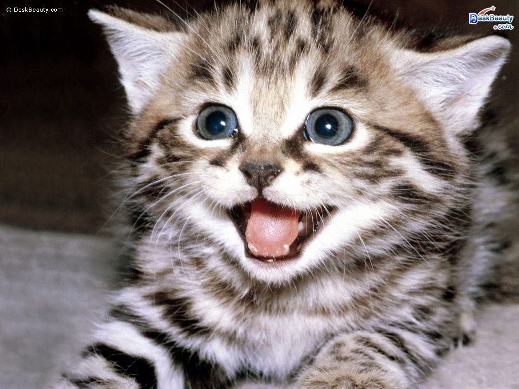 Gattino tabby con bocca aperta, 1024x768 HD, Desktop
