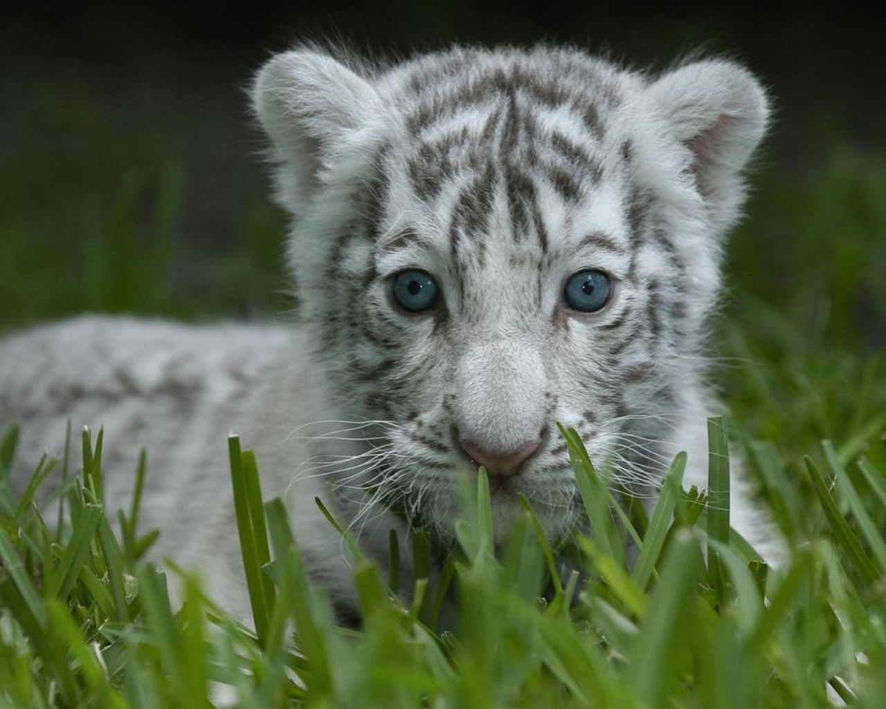 Cucciolo tigre bianca nell'erba, 1280x1024 HD, Desktop