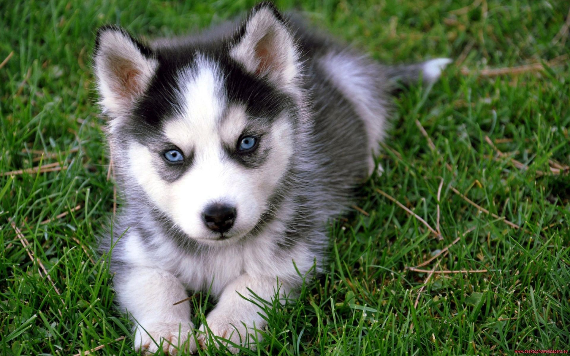 Cucciolo Husky occhi azzurri, 1920x1200 Full HD+, iMac
