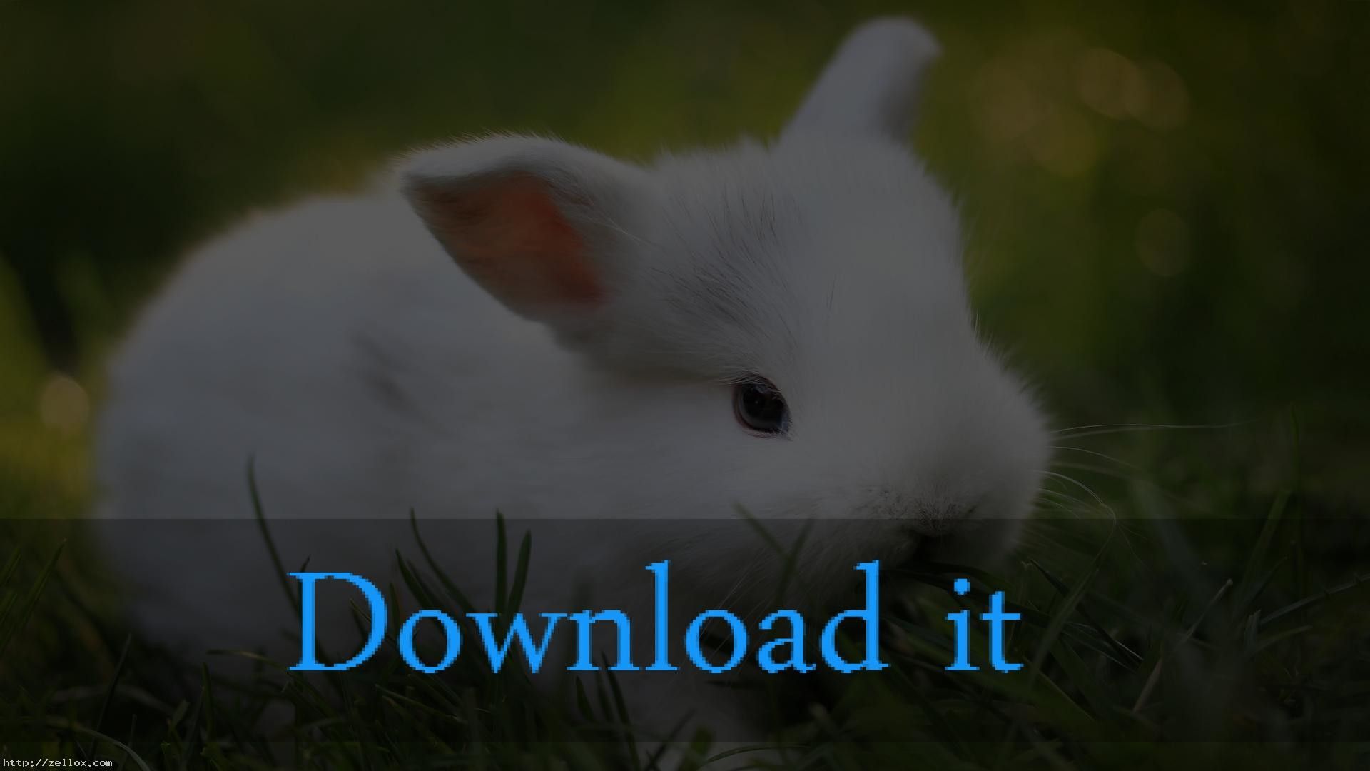 Coniglietto bianco cucciolo, 1920x1080 Full HD, PC