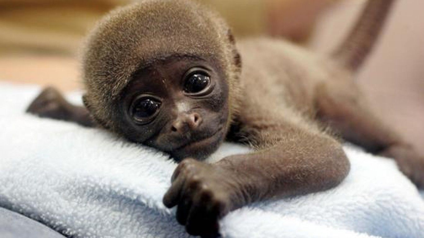 Cucciolo di scimmia scuro, 1366x768 720p, PC