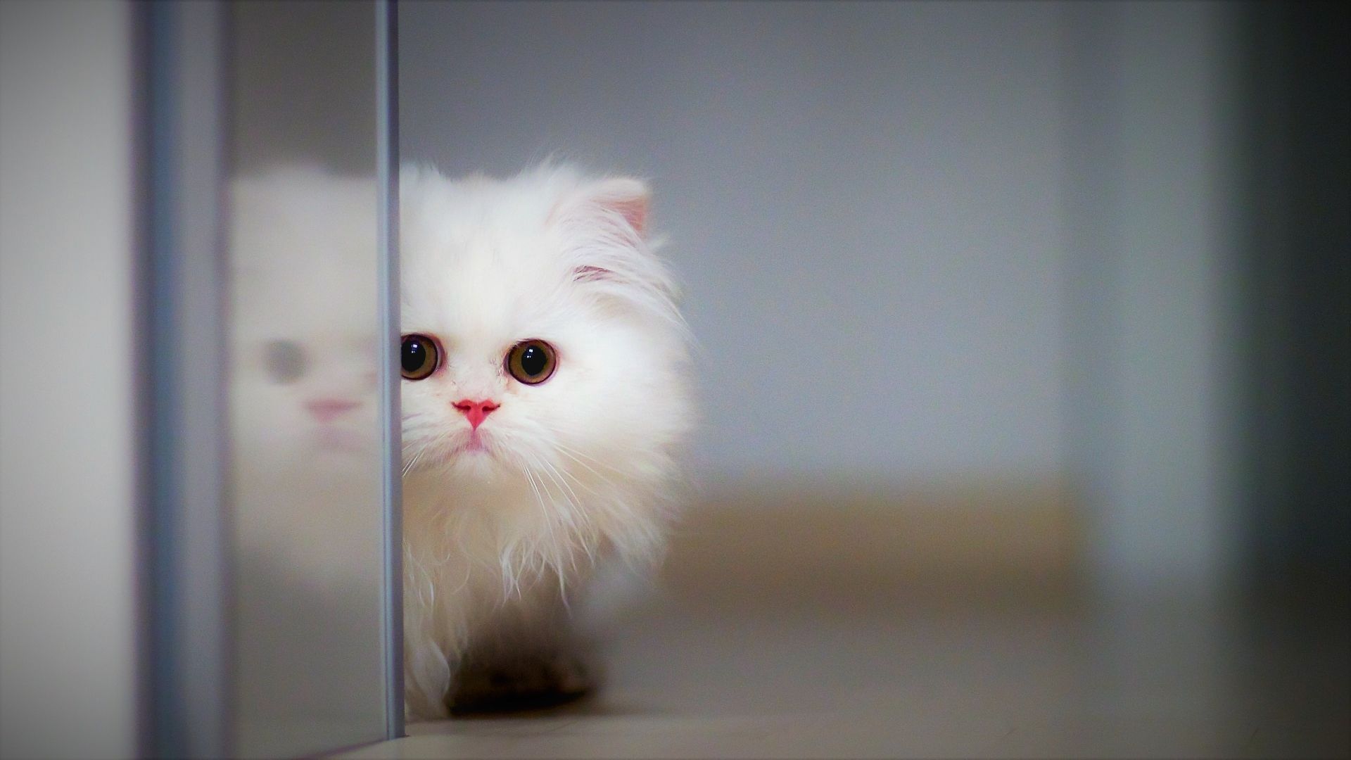 Gattino bianco soffice cucciolo, 1920x1080 Full HD, Desktop