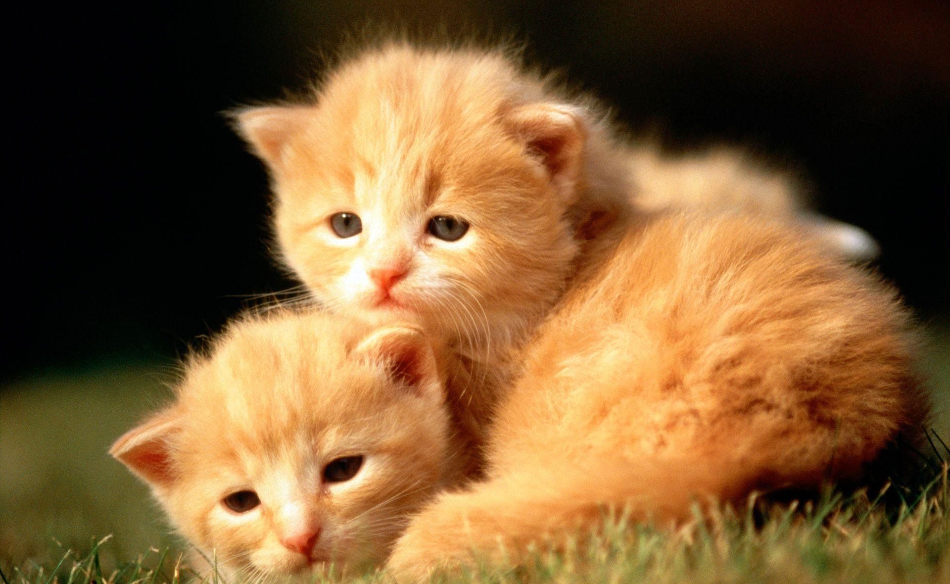 Due gattini arancioni sull'erba, 1920x1180 Full HD 1080p, Desktop