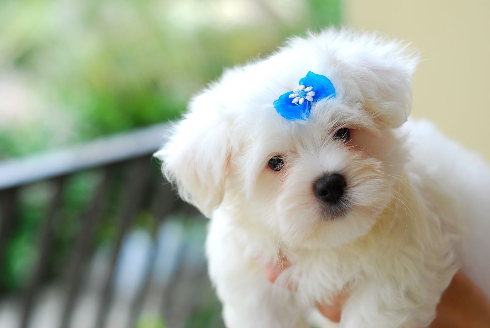 Cucciolo bianco con fiocco blu, 1600x1071 HD, Desktop