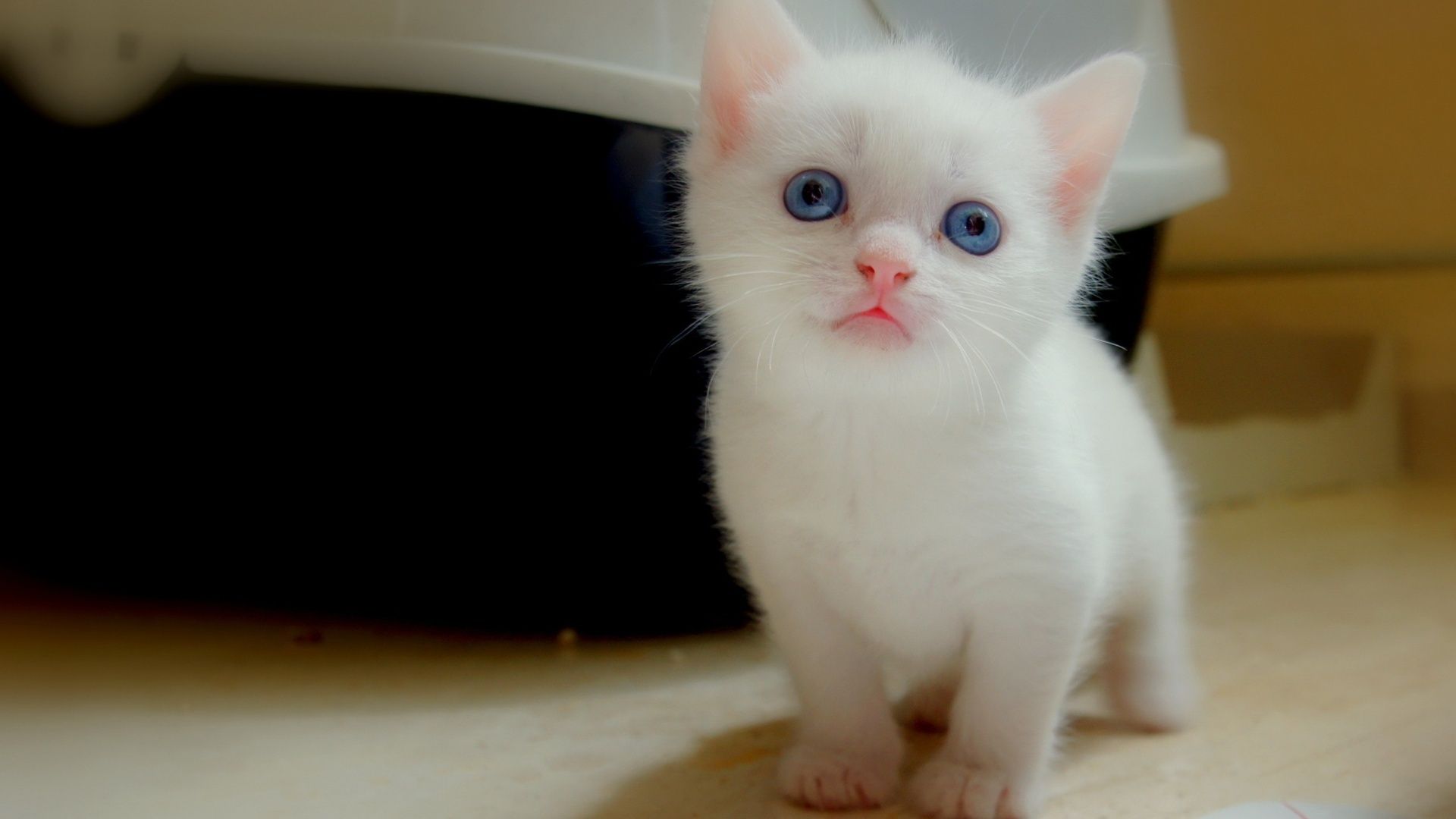 Gattino bianco occhi azzurri, 1920x1080 1080p, Desktop
