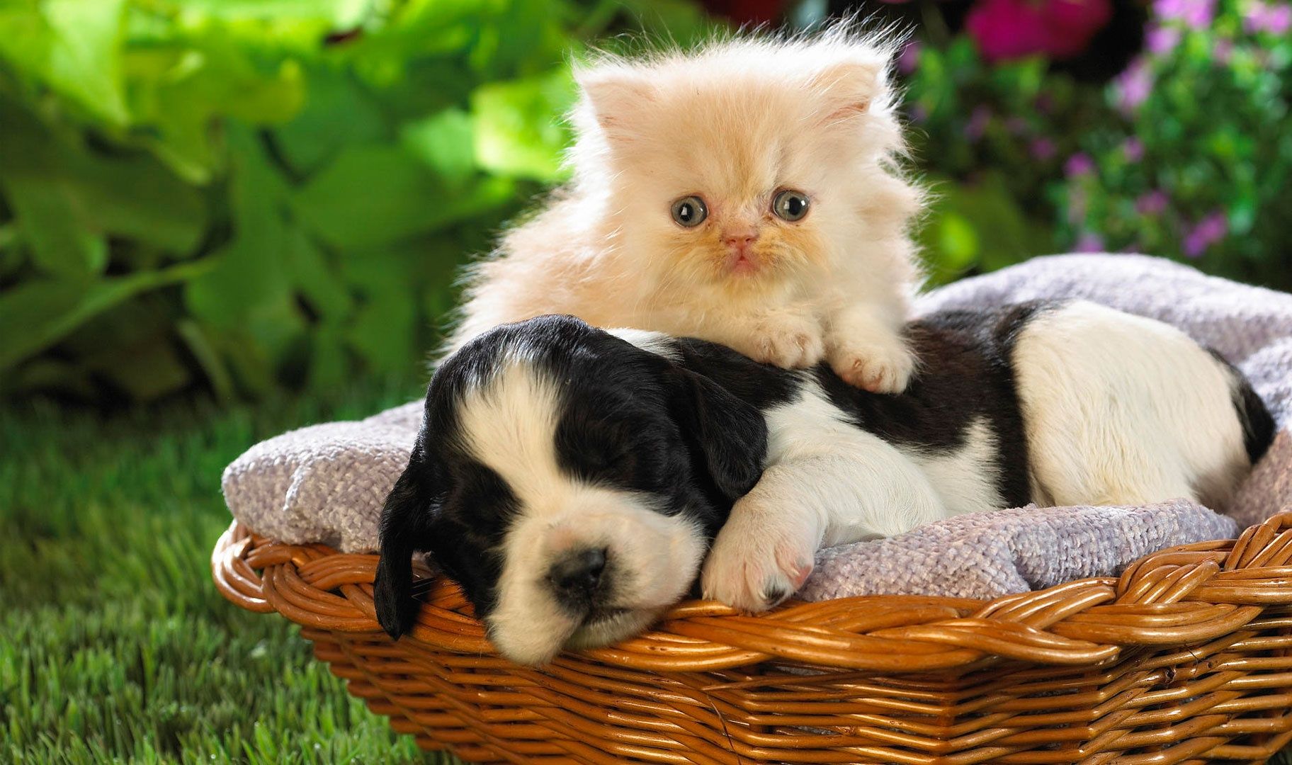 Gattino e cucciolo nel cestino, 1824x1080 900p, Desktop